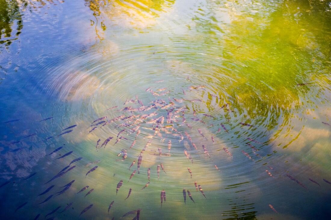 ripples in water with little fishes