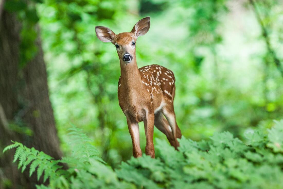deer standing among greenery