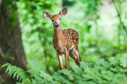 Deer in a green forest